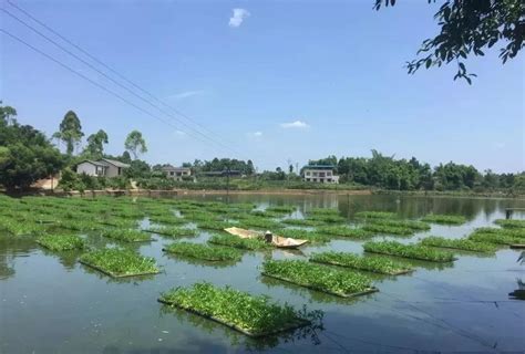 池塘養魚|池塘养鱼（渔业养殖技术）